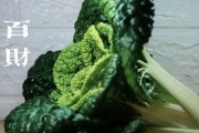 大白菜刷系统教程（一步步教你如何为大白菜刷入新系统）
