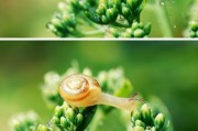 蜗牛手机卡（便捷、经济、全球通，蜗牛手机卡带您走遍天下）