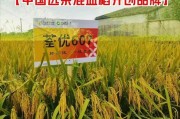 锤子手机YQ607评测（品质卓越，性能出众，锤子YQ607值得购买！）